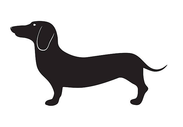 ilustraciones, imágenes clip art, dibujos animados e iconos de stock de raza de perro dachshund - dachshund
