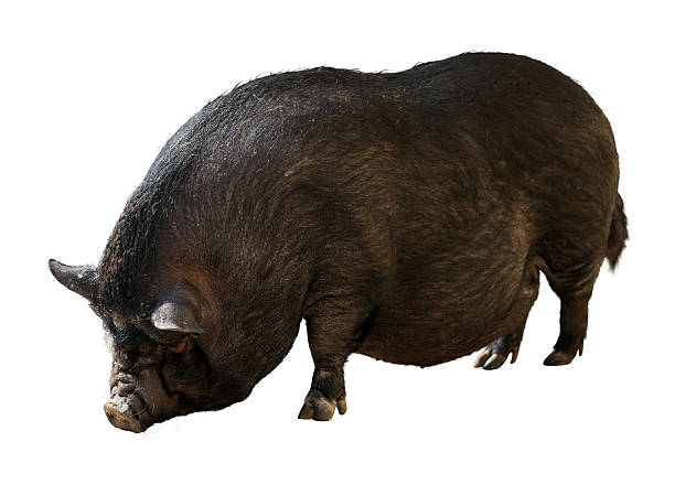 istock Black farm pig over white background 495354471
