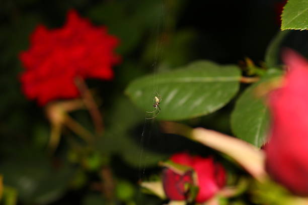 Spider stock photo