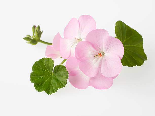 hermosa rosa claro geranio - geranium flower pink leaf fotografías e imágenes de stock
