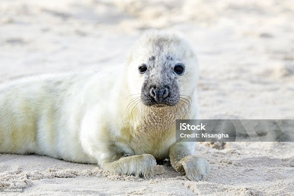 Bébé phoque Gris (Halichoerus grypus) de détente sur la plage - Photo de Admirer le paysage libre de droits