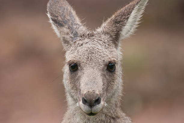 istock Portrait of Kangaroo. 495355143