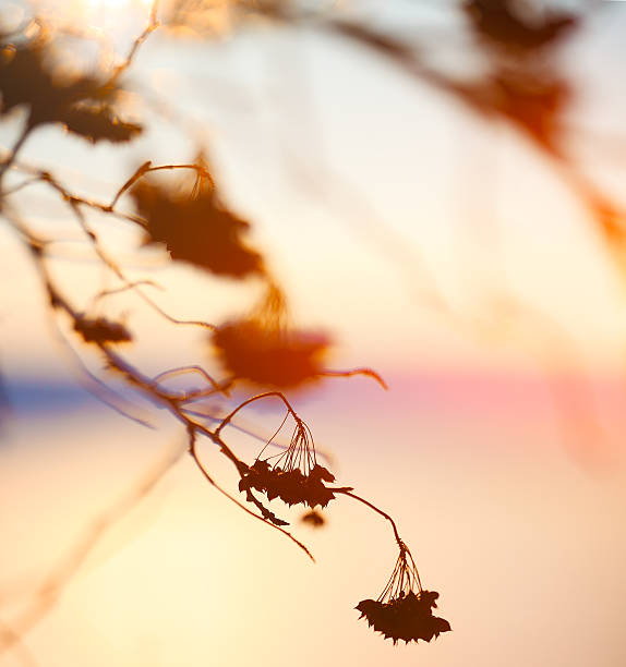 istock Abstract Plant Silhouette at sunset 495355316
