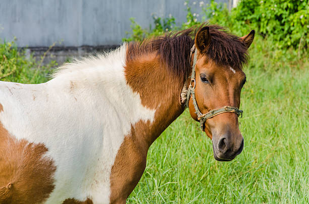 istock Paint Horse in Pasture 495355396