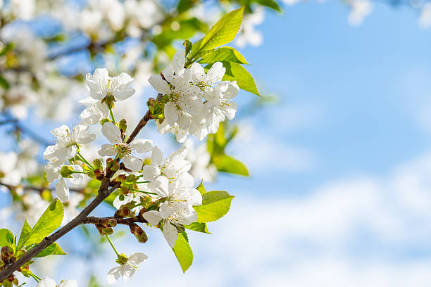 istock White flowers of the cherry blossoms 495355667