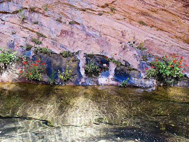 Beautiful red, yellow, and white flowers grow from a rock wall over a clear pool over water
