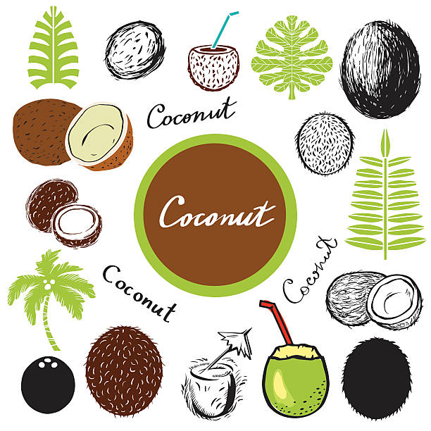 코코넛, 채소, 팜형 로세아 - coconut drink cocktail umbrella stock illustrations