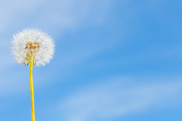 istock Dandelion with seeds flying in the wind. 495357577