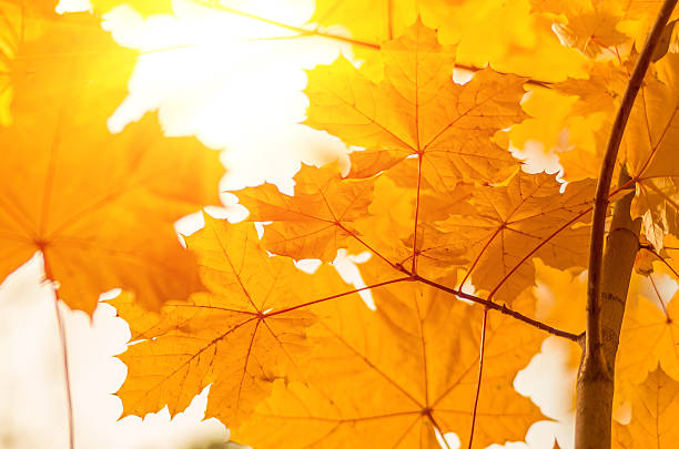 istock autumn yellow maple leaves 495357734