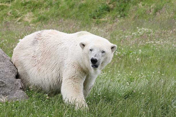 istock White polar bear in the nature 495357760