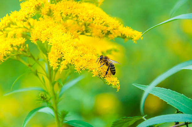 This macro shot was made in Vilnius, Lithuania on August 2013. Worker bee collects nectar from a Goldenrod wildflower. Goldenrods are very common wildflowers. All Goldenrods are late bloomers, flowering in late Summer into the Fall. Most species have spectacular displays of bright yellow flowers. Flowers are clustered on long stalks. Most Goldenrods have long, narrow leaves. Some species' leaves have smooth edges and some are toothed. Goldenrods are extremely important to other wildlife, especially insects. Many animals come to Goldenrod to drink nectar, collect pollen, nibble leaves and stems, prey on other insects, or lay eggs.