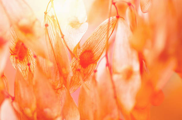 istock Dry seeds of a tree 495359022