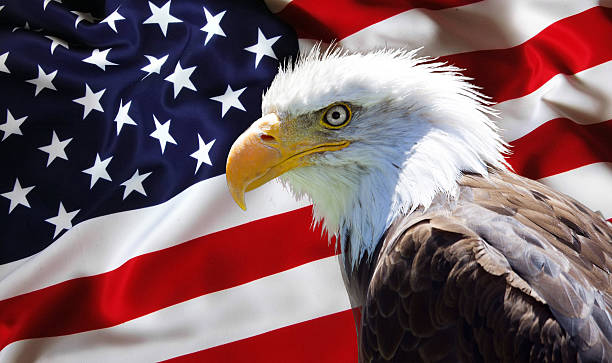 istock North American Bald Eagle on american flag 495359208