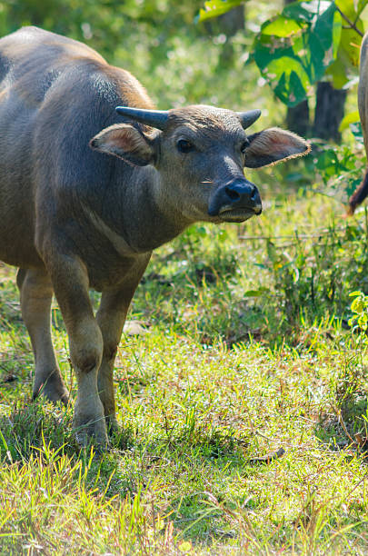 istock water buffalo or Asian Buffalo on glass 495360006