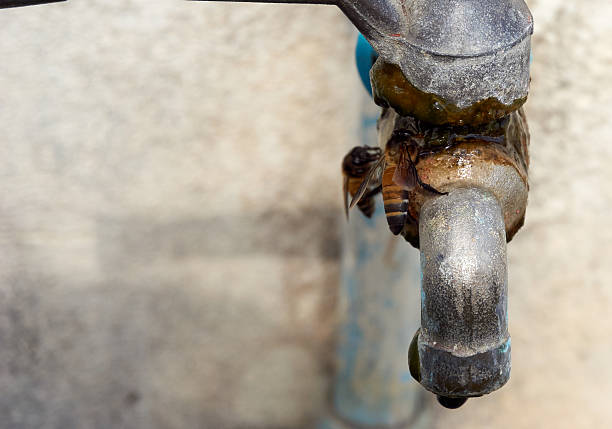 istock Bee drink water at old faucet 495360292