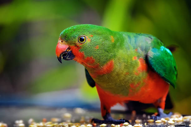 istock Hungry young male King Parrot 495361396