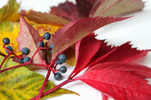 barberry fruits in autumn