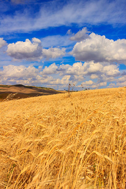 wiejskich krajobraz lato. cornfield zakończoną clouds.apulia (włochy), - scenics time travel locations nature zdjęcia i obrazy z banku zdjęć