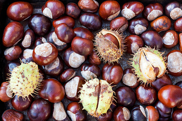 istock Rich brown autumn conkers from a horse chestnut 495376720