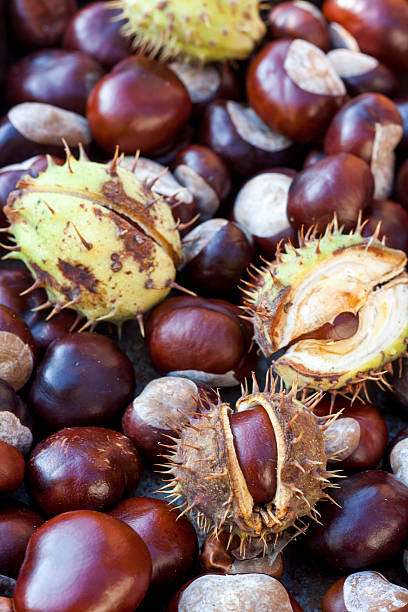 istock Rich brown autumn conkers from a horse chestnut 495376742