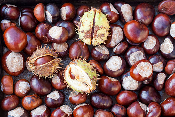 istock Rich brown autumn conkers from a horse chestnut 495376784