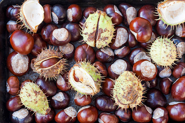 istock Rich brown autumn conkers from a horse chestnut 495376818