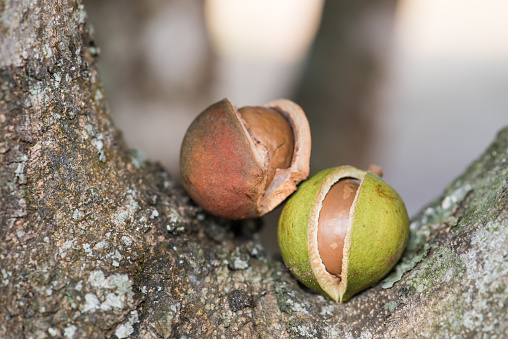 Green macadamia nut  on tree.