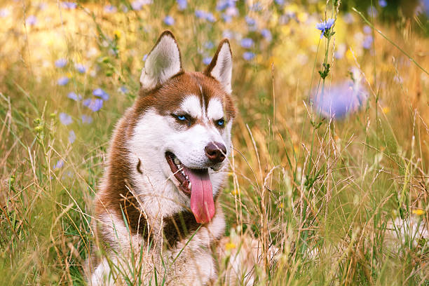 istock Siberian Husky with blue eye at the summer park alone 495377726