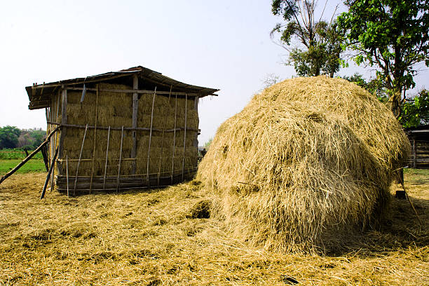 istock Big rice straw and hut on the field 495379631