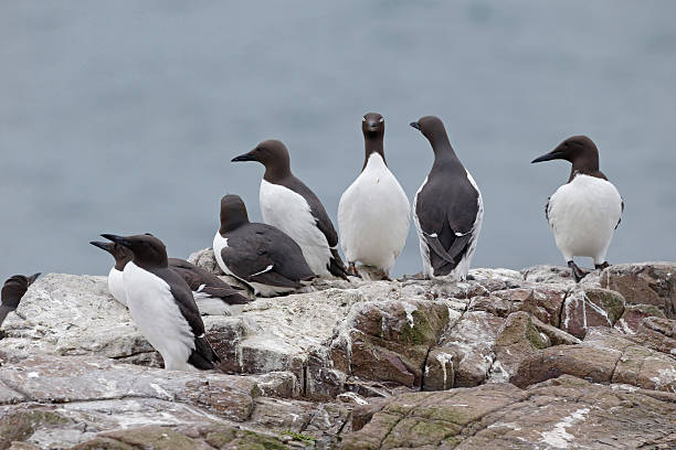 istock Guillemot, Uria aalge 495380123