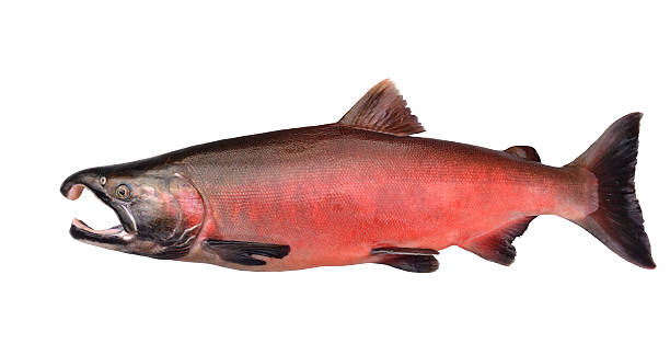 silver lachs - coho salmon stock-fotos und bilder