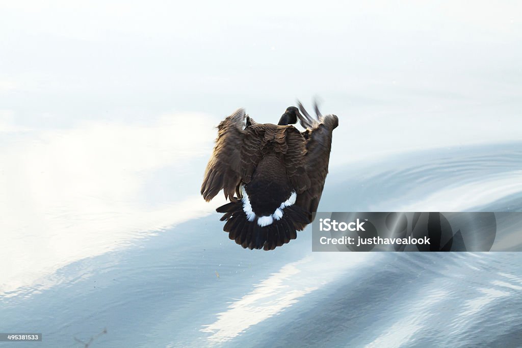 Goose with folded wings in air Canadian goose with folded wings in air flying above river Ruhr in morning Animal Stock Photo