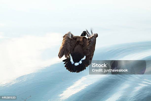 Goose With Folded Wings In Air Stock Photo - Download Image Now - Animal, Bird, Canada Goose