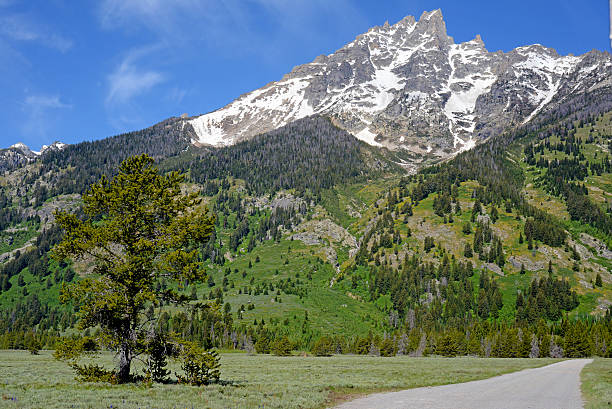 istock Lingering snow and green grass in Yellowstone. 495381757
