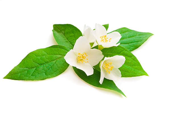 istock Jasmine flower with leaves 495382063