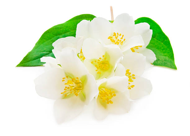 istock Jasmine flower with leaves 495382065