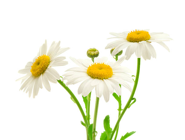 istock Beautiful daisy isolated on white background 495382363