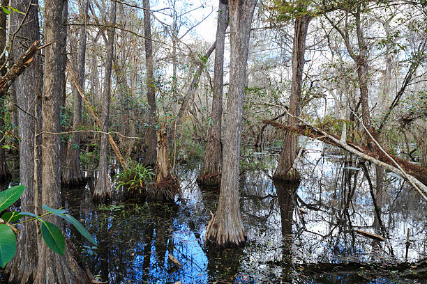 istock Cypress forest, Everglades National Park, Florida 495382915
