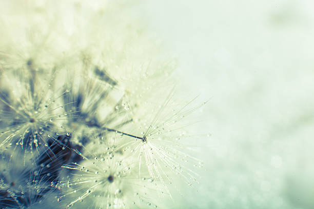 istock Photo of dandelion seed. Close-up. 495383959