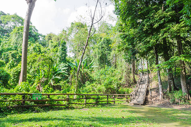 istock Wooden walkway in the forest 495384611