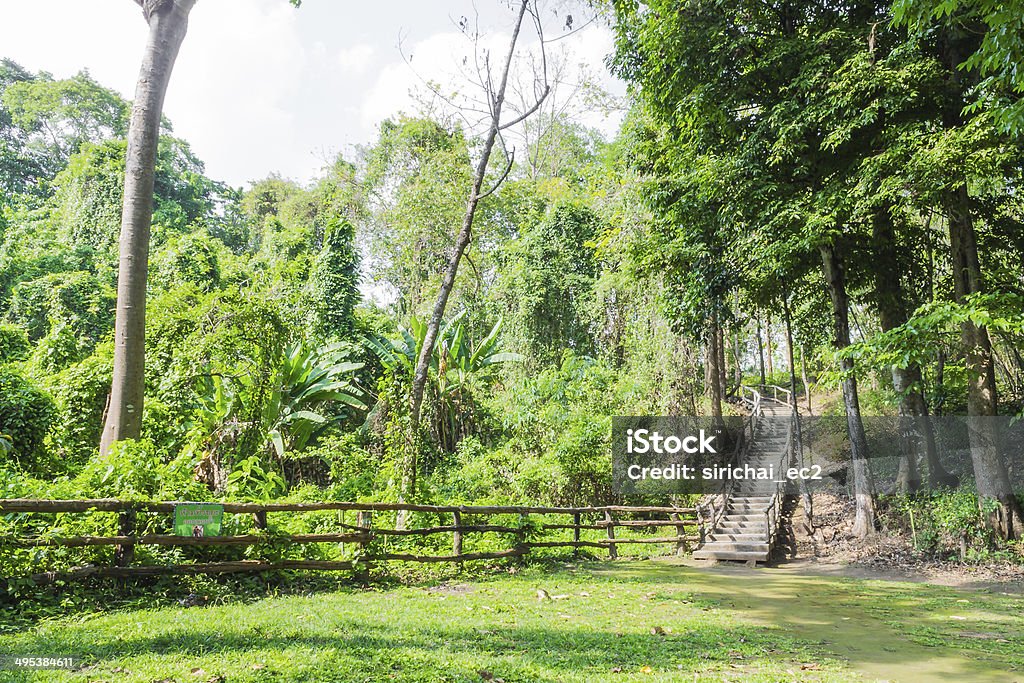 Wooden walkway in the forest Wooden walkway in the forest  at Chiang Mai ThailandWooden walkway in the forest  at Chiang Mai Thailand Asia Stock Photo