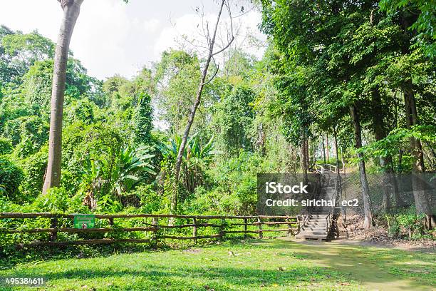 Wooden Walkway In The Forest Stock Photo - Download Image Now - Asia, Chiang Mai Province, Footpath