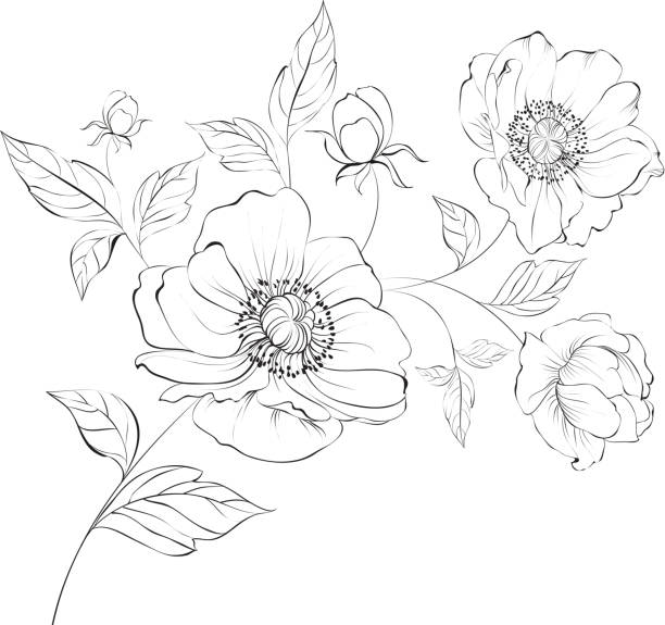 красный мак. - stem poppy fragility flower stock illustrations