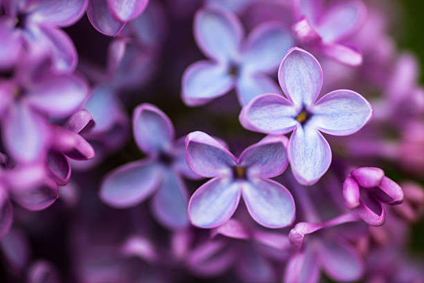 istock Closeup of Lilac flowers 495385301