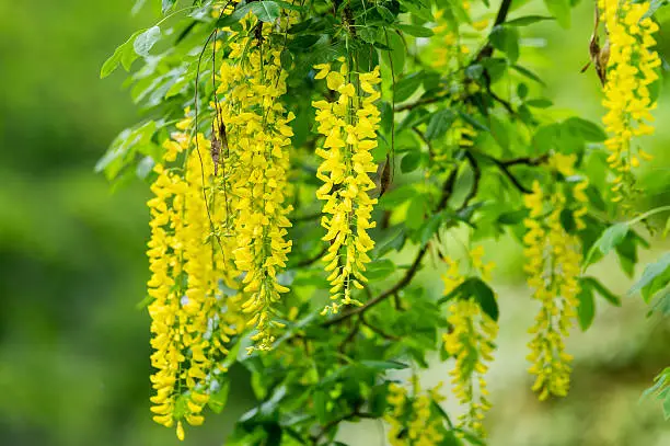 Laburnum anagyroides or the common laburnum also known as golden chain tree.
