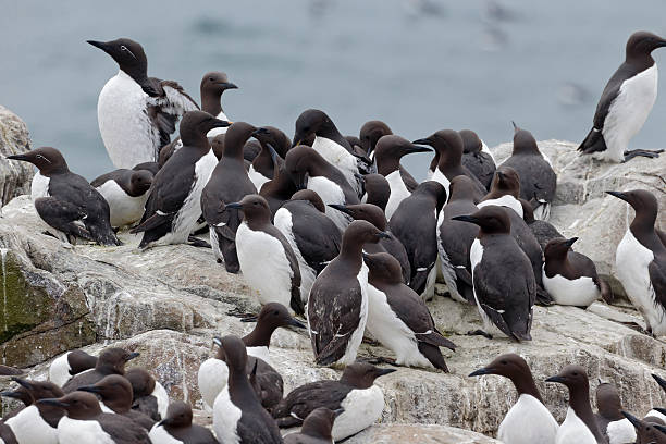 istock Guillemot, Uria aalge 495386665