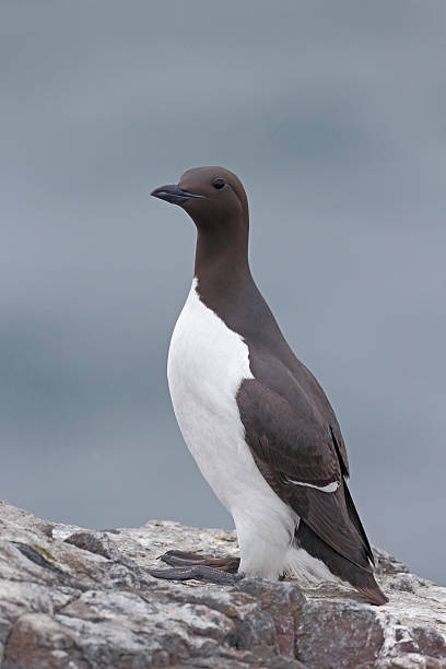 istock Guillemot, Uria aalge 495386669
