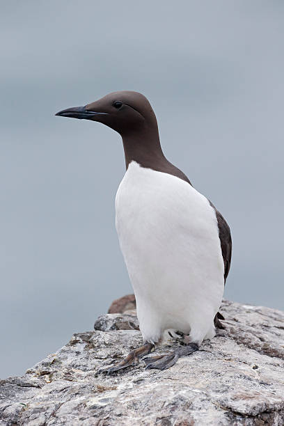 istock Guillemot, Uria aalge 495386671