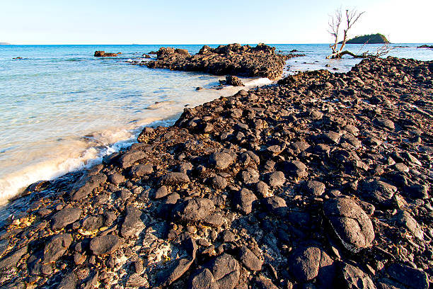istock madagascar    andilana  seaweed        dead tree 495387456