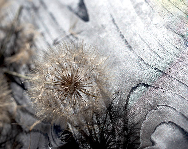 istock Fluffy blow ball - beautiful dandelion seeds 495388236